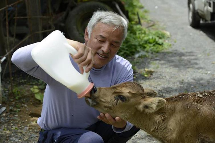 Fukushima Feed Animals