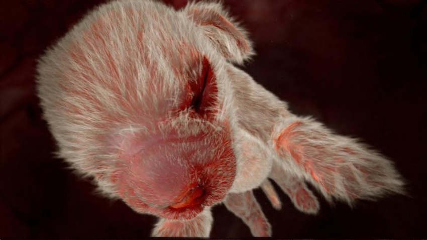 862705-850-1449558789-Embryo55Tage