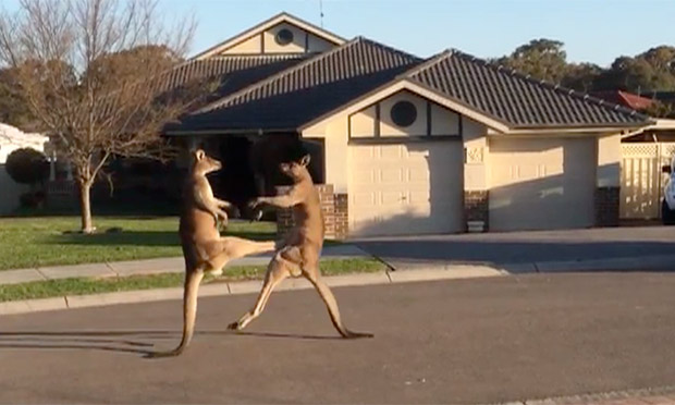 kangaroos fight