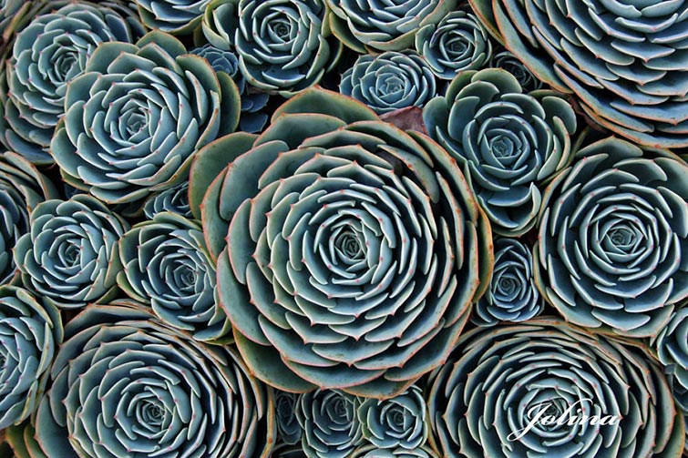 Geometrical Plants