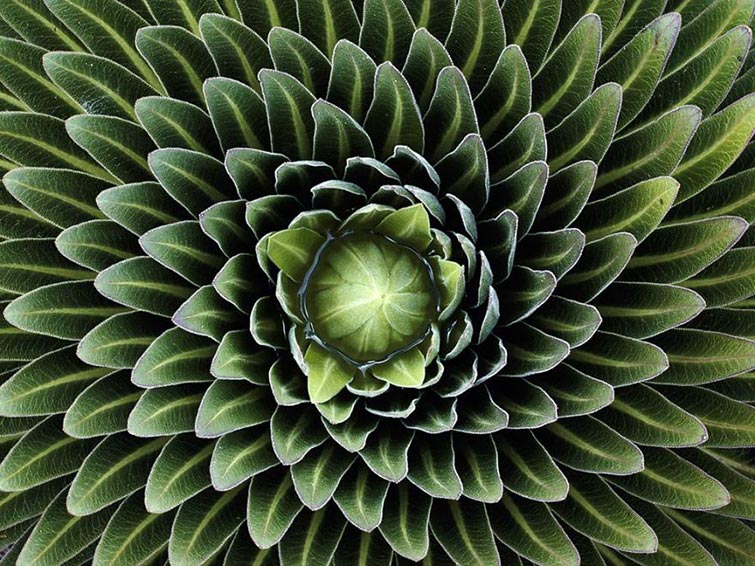 Geometrical Plants
