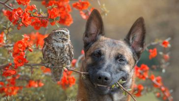 ingo else dog owl friendship tanja brandt