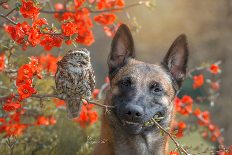 ingo else dog owl friendship tanja brandt