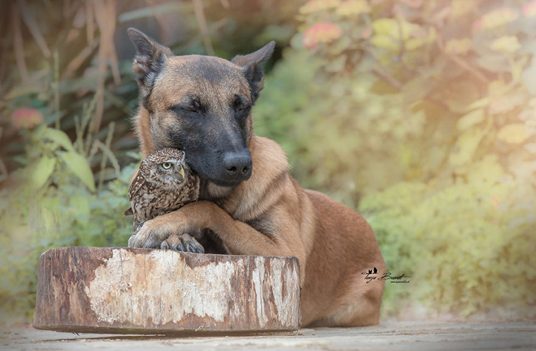 ingo else dog owl friendship tanja brandt