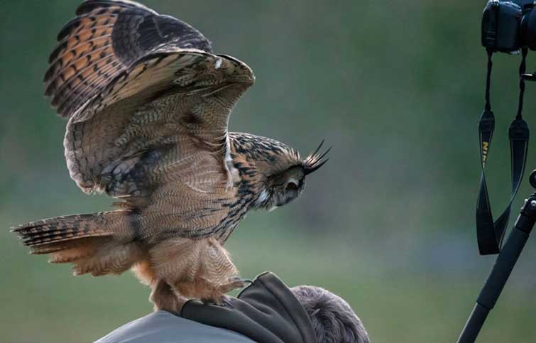 Dutch Owl