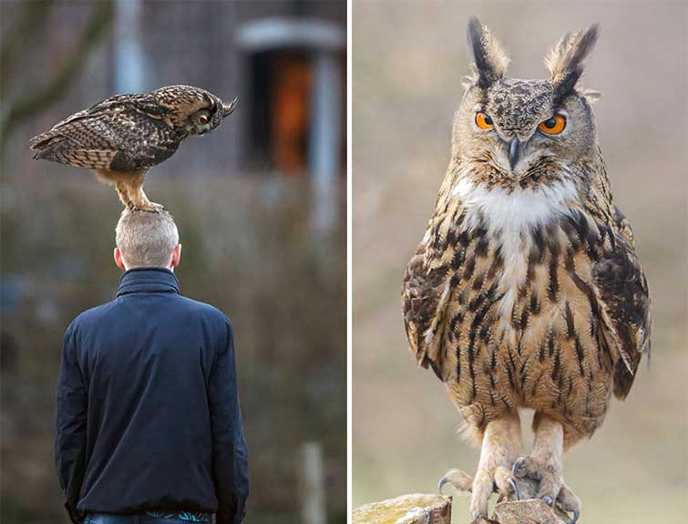 Dutch Owl