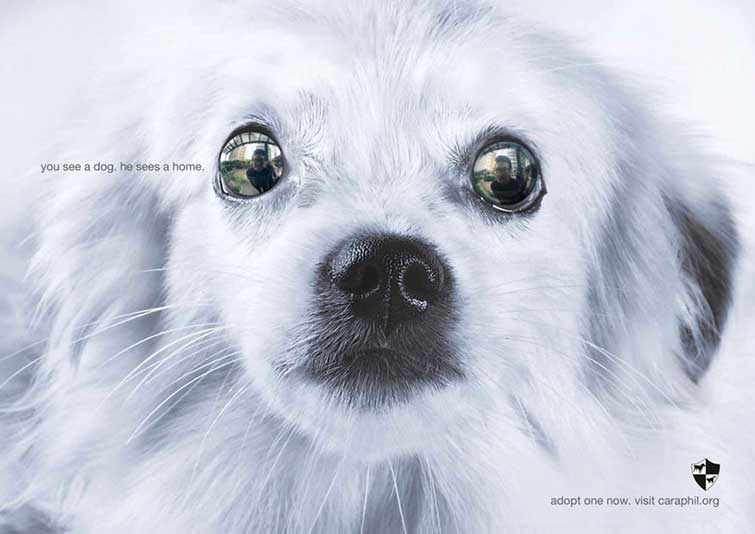 animal ad campaigns