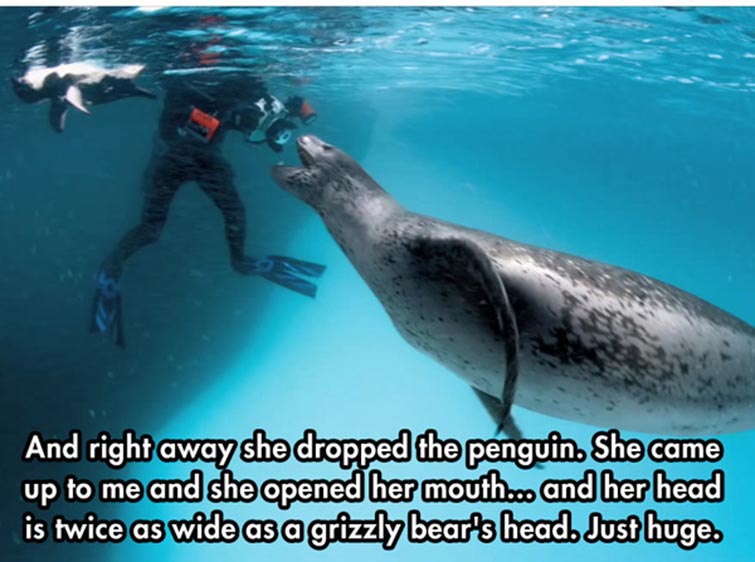 leopard seal Predator