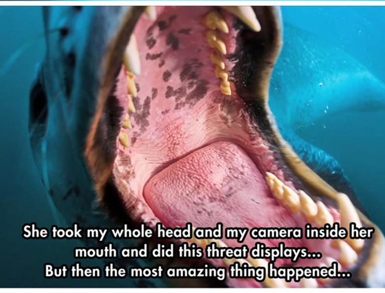 leopard seal Predator