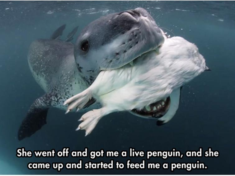 leopard seal Predator