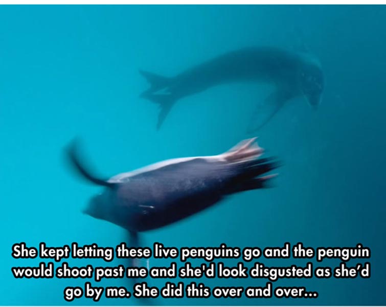 leopard seal Predator