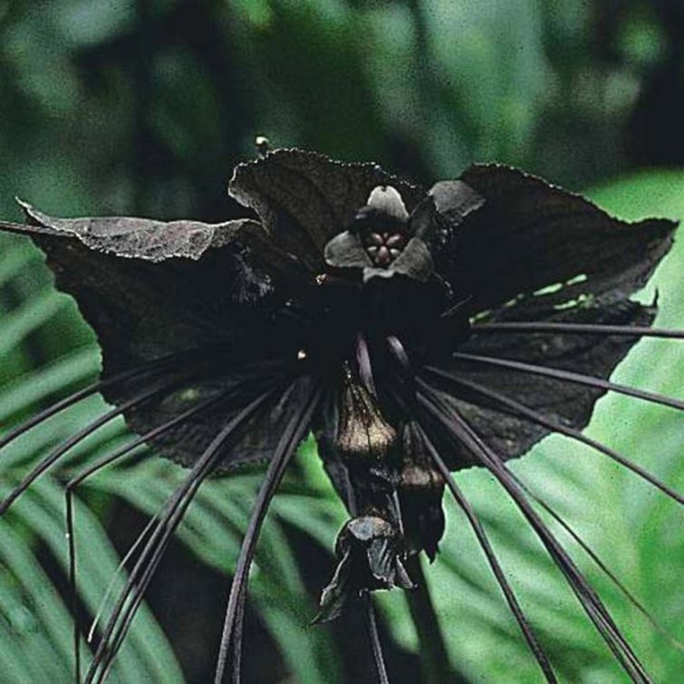 The Bat Flower Unique Flowers