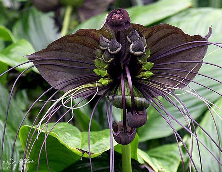 The Bat Flower Unique Flowers