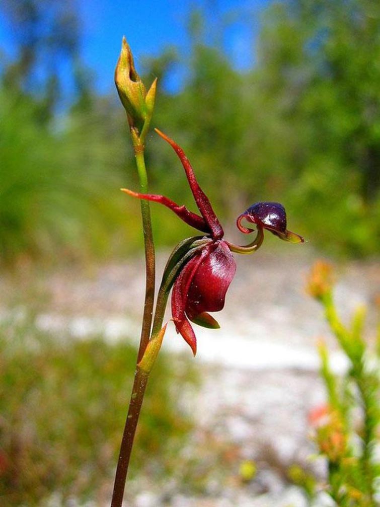 Flying Duck Orchid Unique Flowers