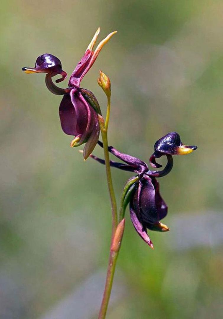 Flying Duck Orchid Unique Flowers