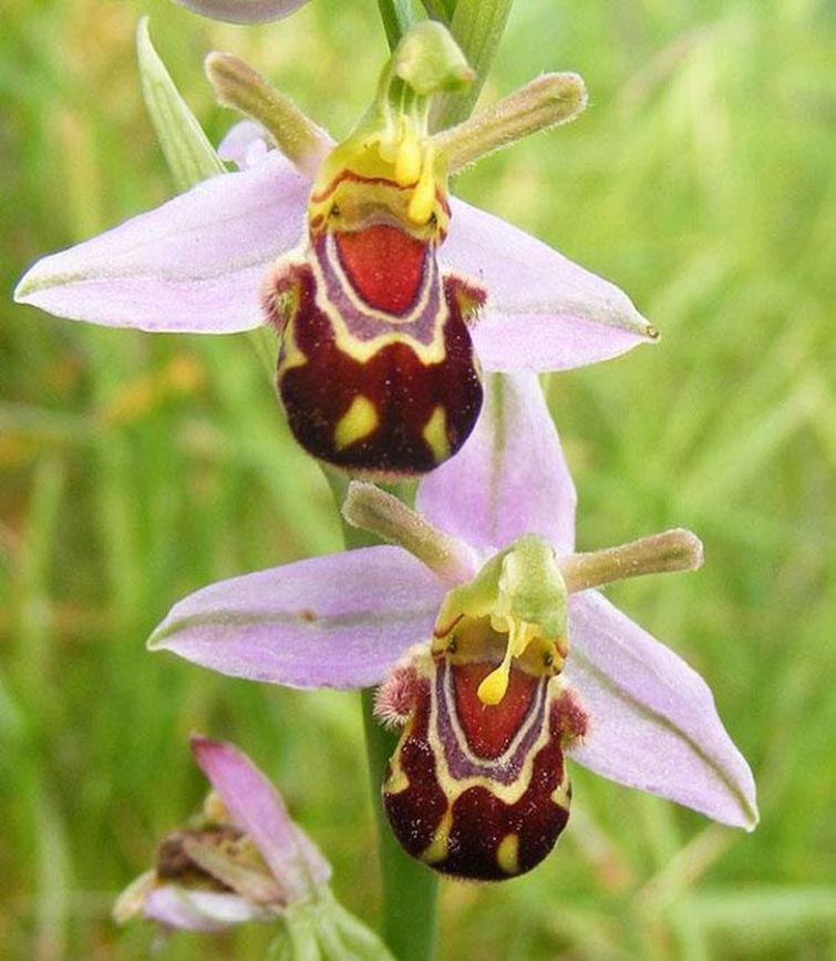 The  Laughing Bumble Bee Orchid Unique Flowers