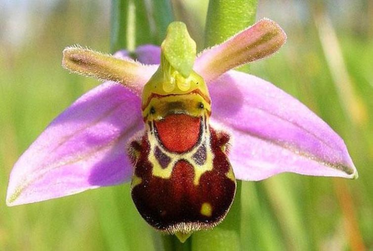 The  Laughing Bumble Bee Orchid Unique Flowers
