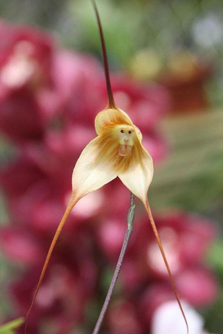 The Monkey Face Orchid Unique Flowers