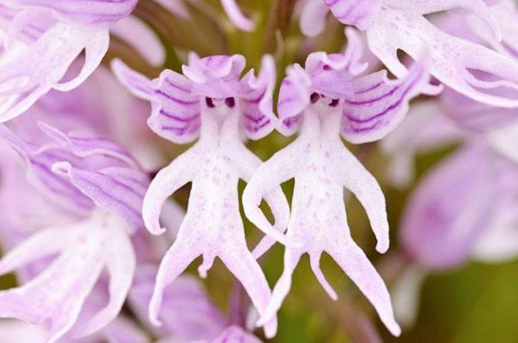 The Naked Man Orchid Unique Flowers