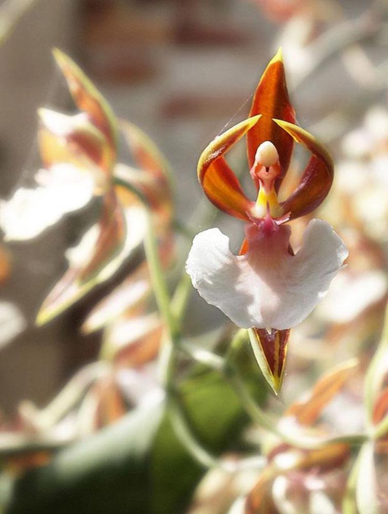 The Ballerina Orchid