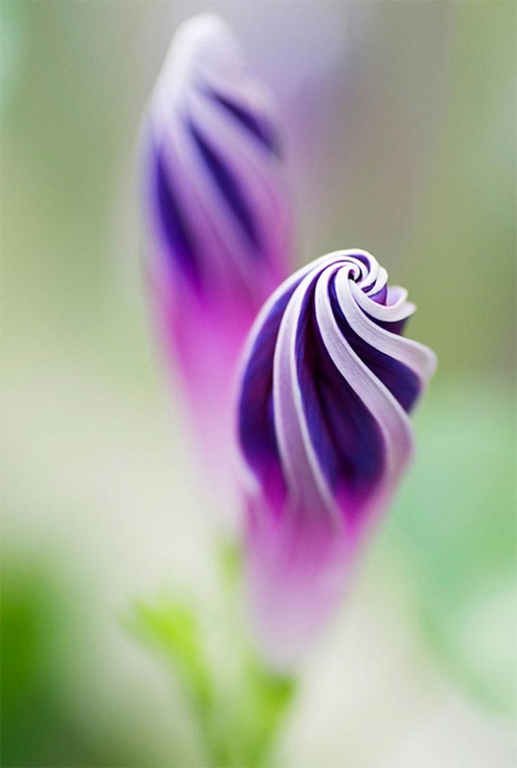 Purple Morning Glory