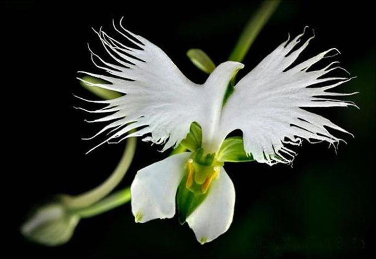 The White Egret Orchid