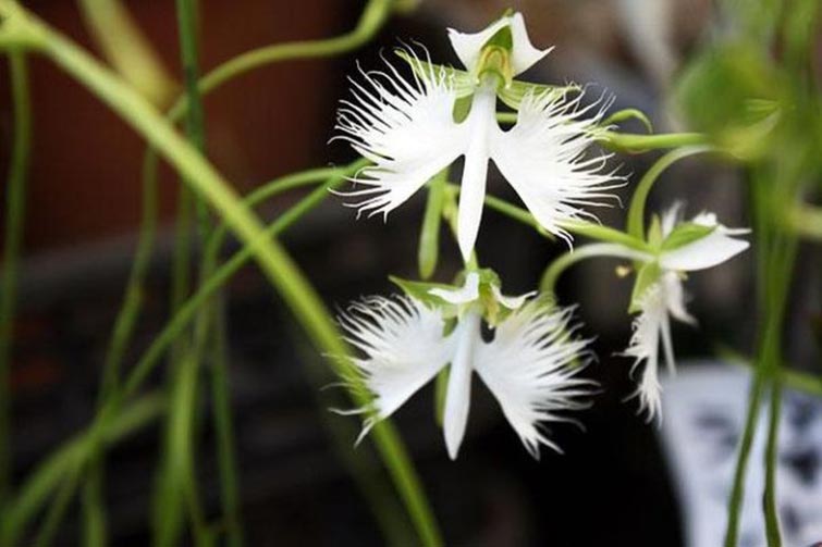 The White Egret Orchid