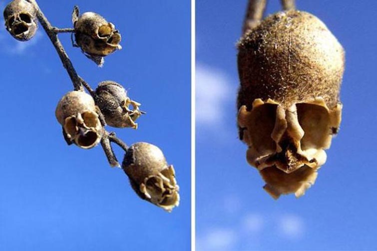 The Snap Dragon Seed Pod Unique Flowers