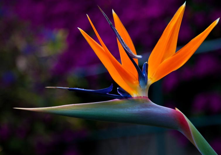 The Bird of Paradise Unique Flowers
