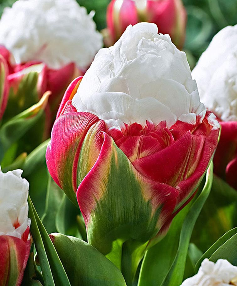 The Ice Cream Tulip Unique Flowers