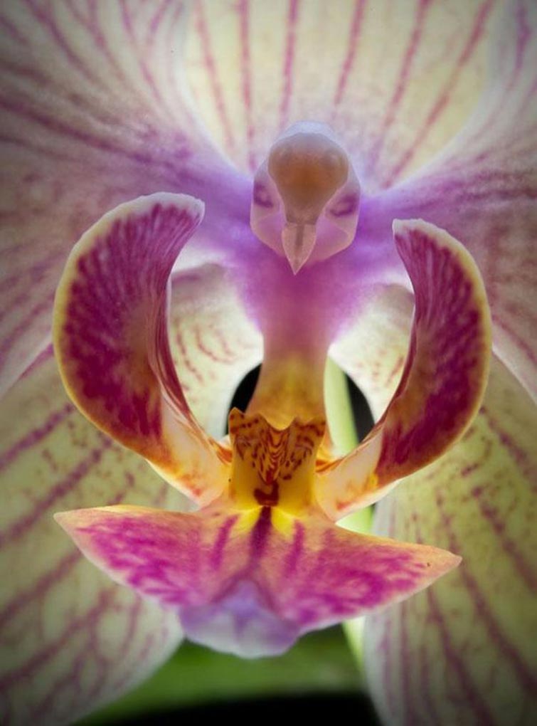The Moth Orchid Unique Flowers
