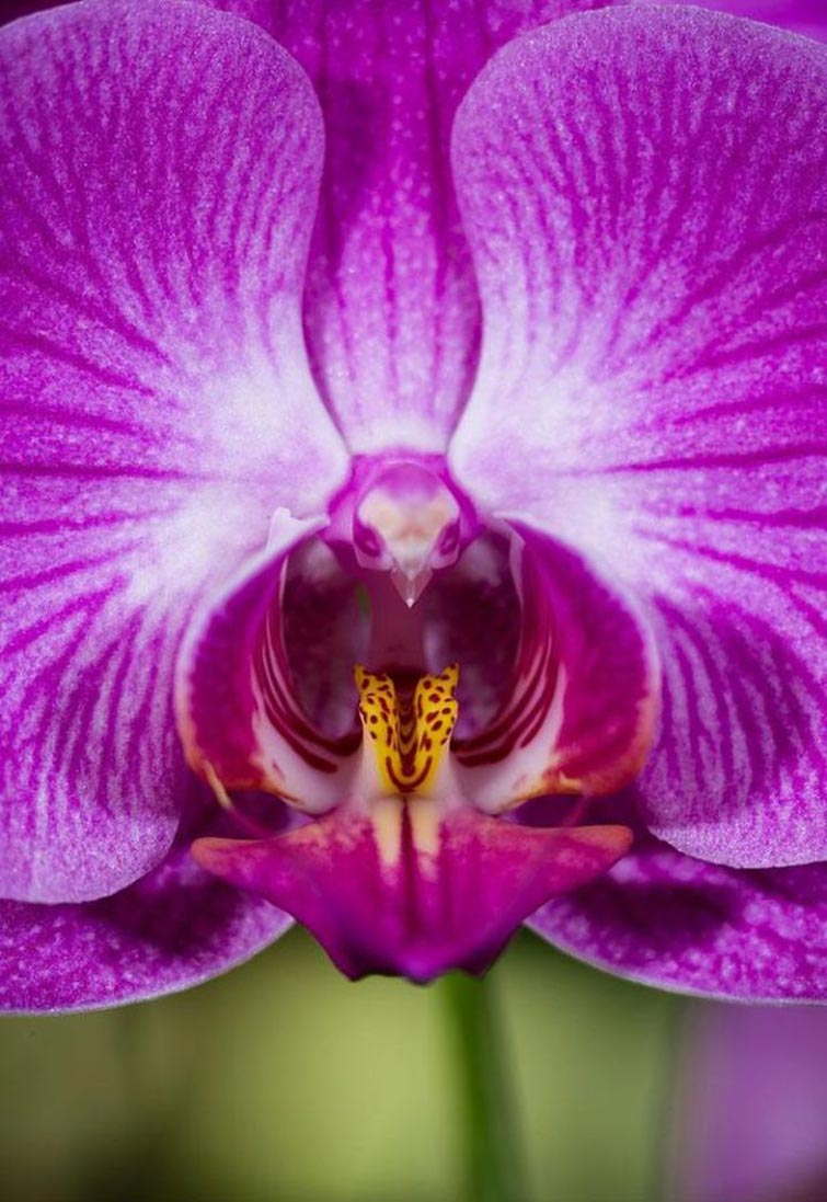 The Moth Orchid Unique Flowers