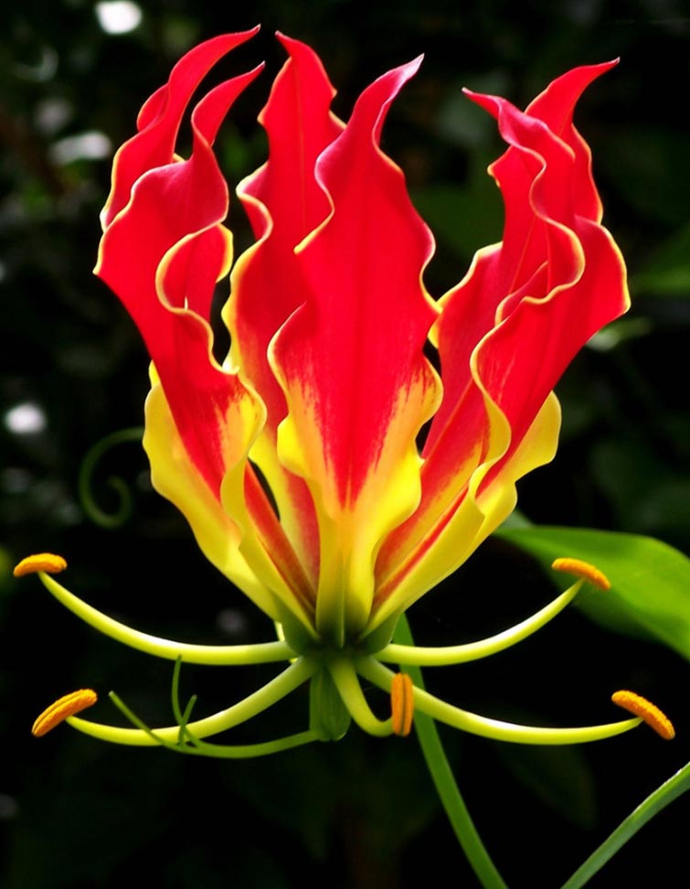 The Flame Lily Unique Flowers