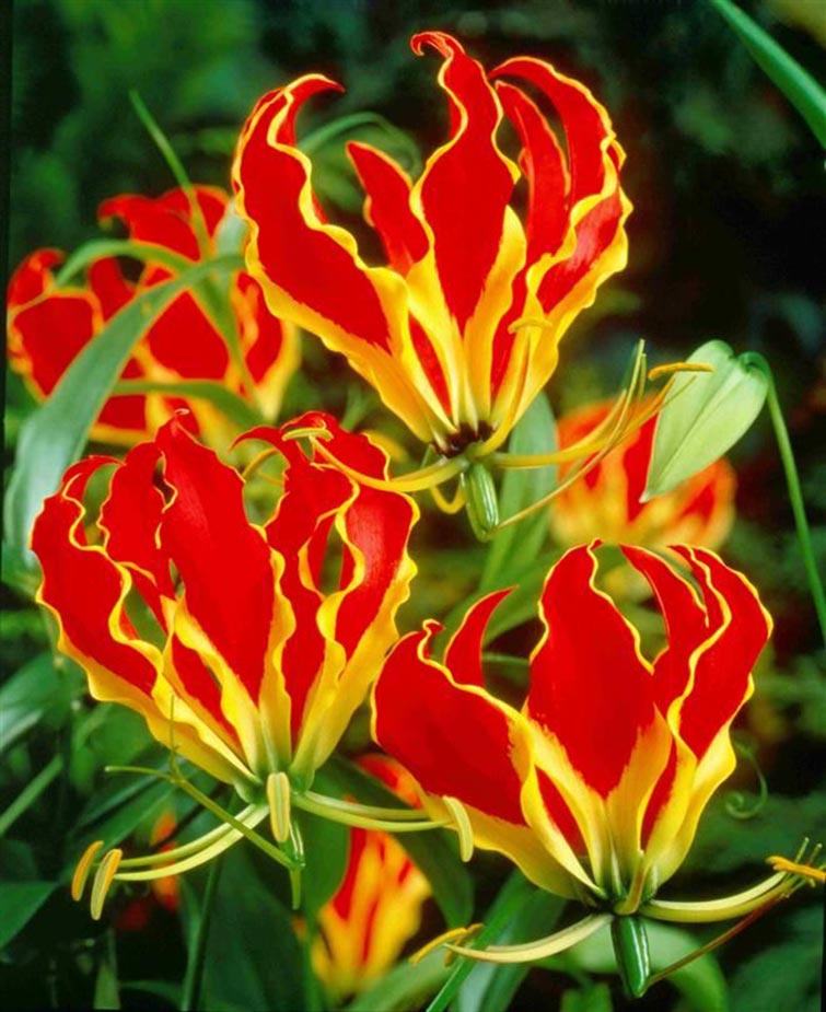 The Flame Lily Unique Flowers