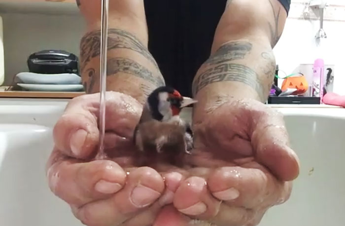 bird drink