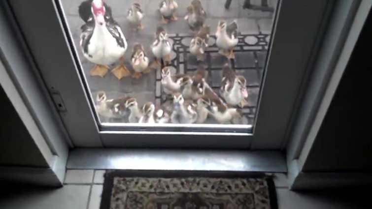 duck Unexpected Visitors