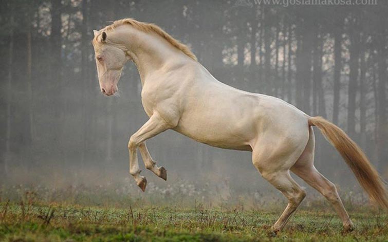 These 20 Rare And Beautiful Horses Are Like Nothing You’ve EVER Seen!