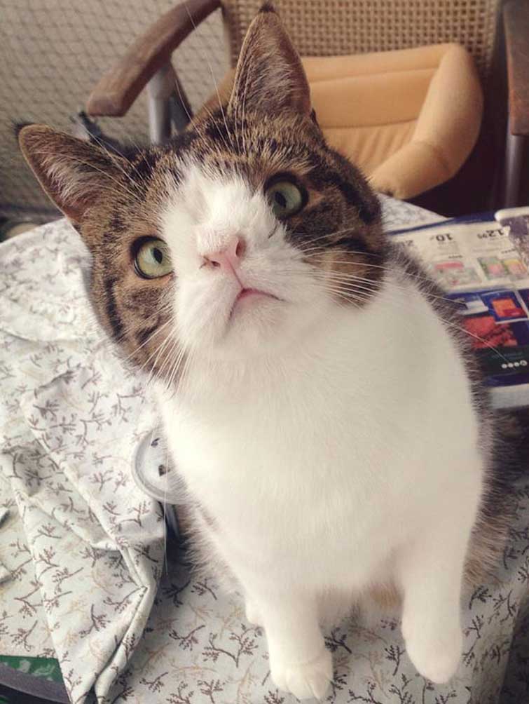 cat without nosal bone
