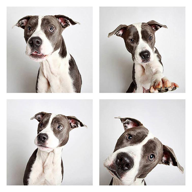 Photo Booths for Dogs