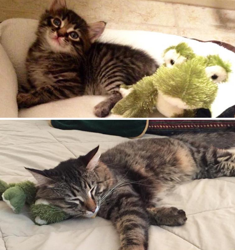 pets growing up toys