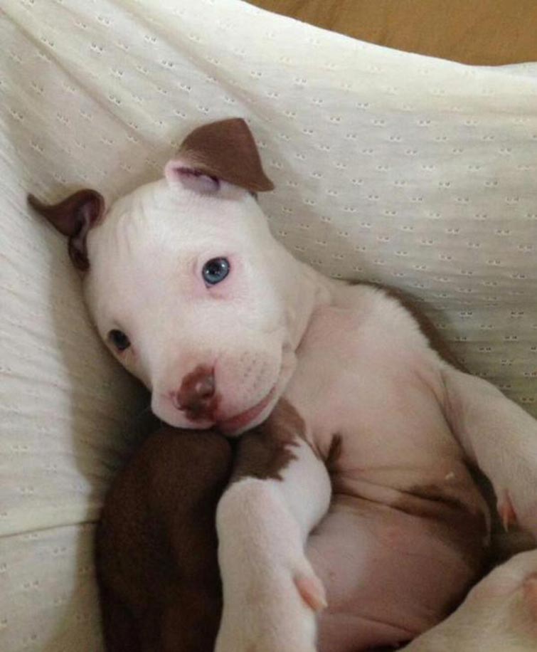 Pit Bulls