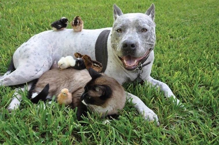 Pit Bulls