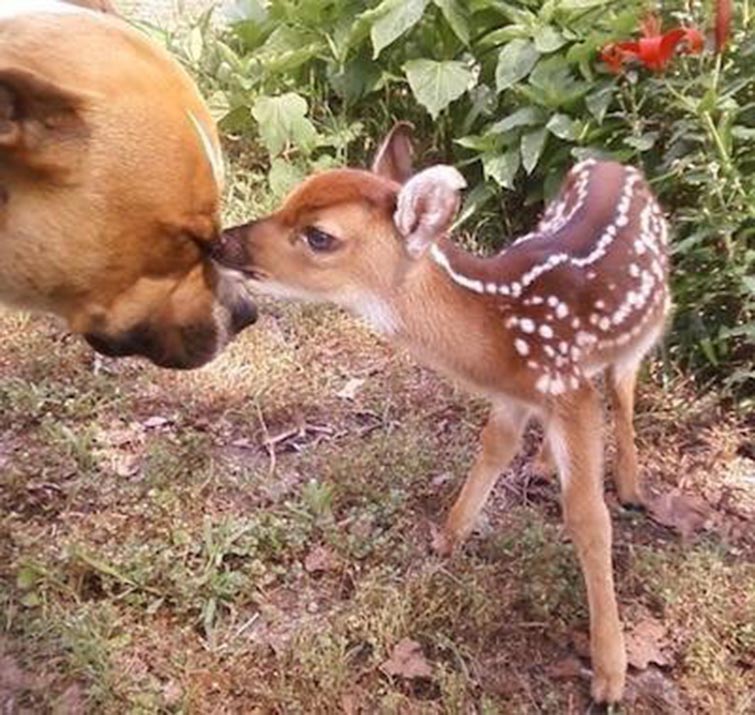 Pit Bulls