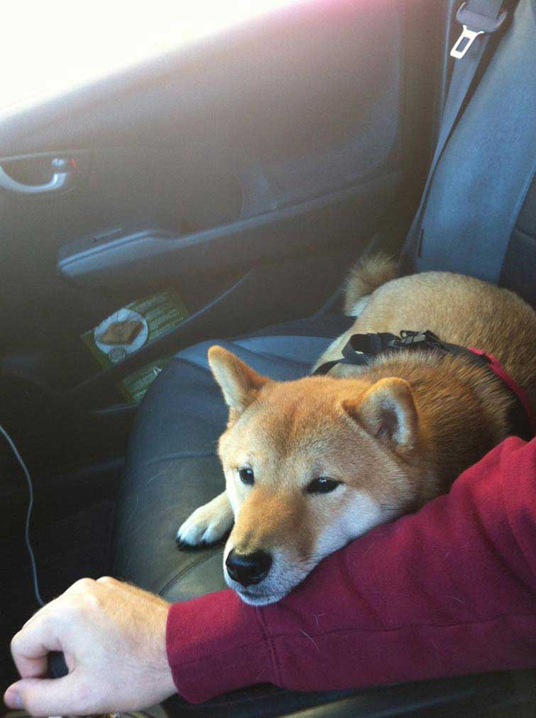 Needy Animals