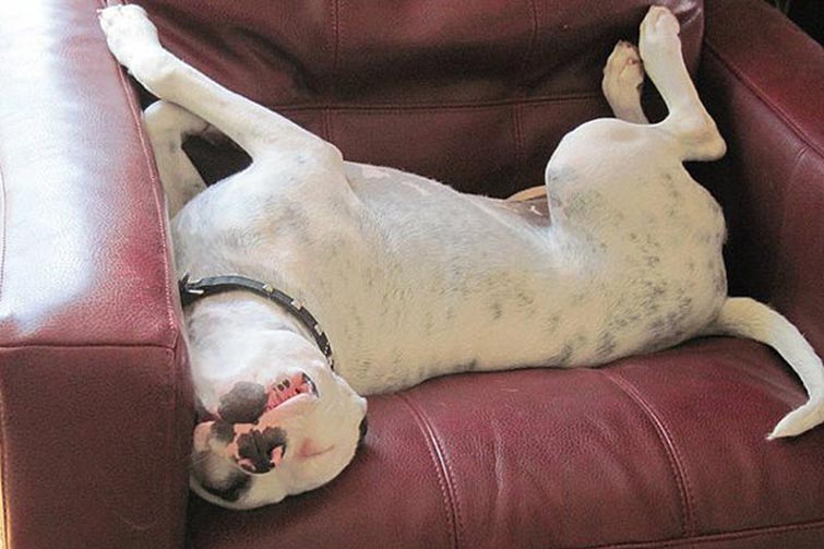 Pit Bulls