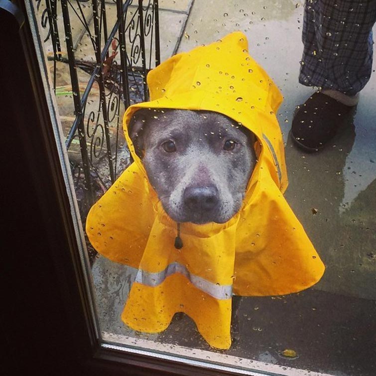 Pit Bulls