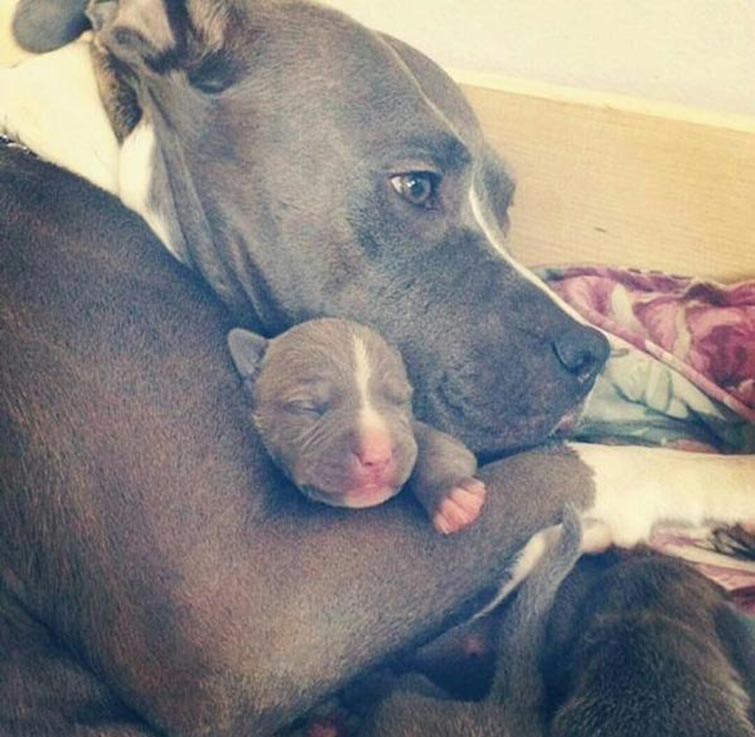 Pit Bulls