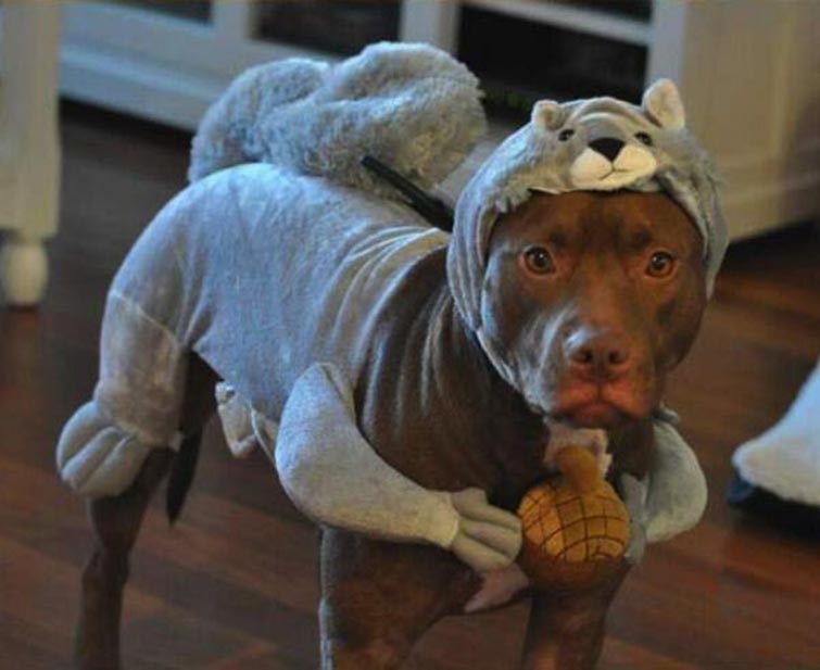 Pit Bulls