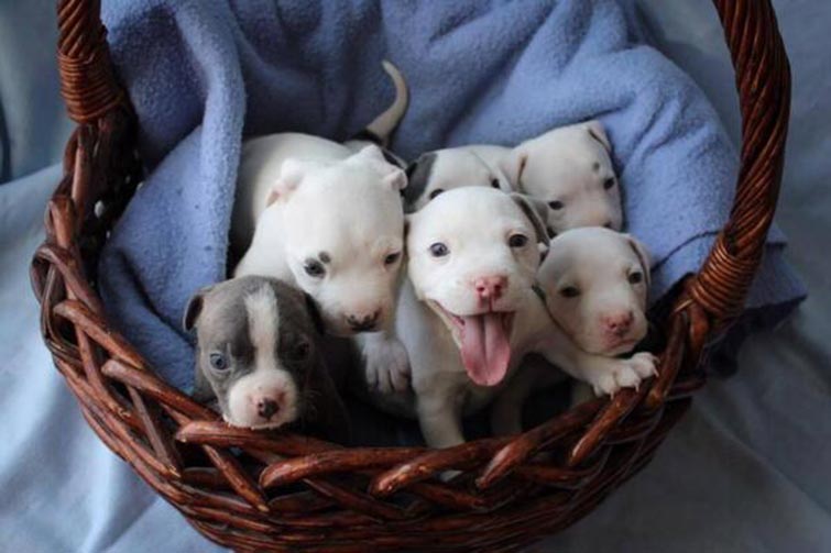 Pit Bulls