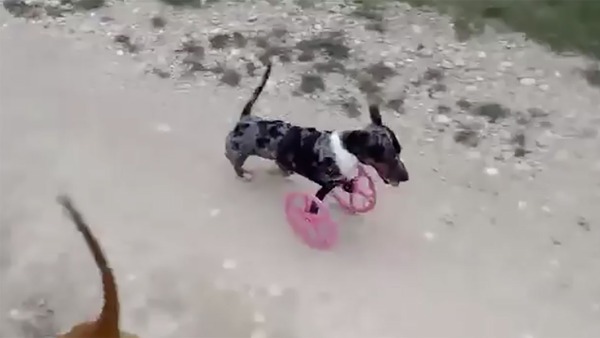 3d printed dog wheels